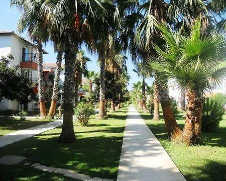 Palm באלאק